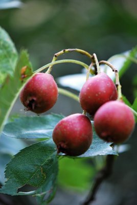 Crataegus pinnatifida - hloh přenoklaný - plody